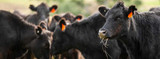 Veterinarian Details Deworming Cattle