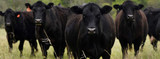 QA: Ticks on Cattle