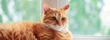 Treating Diabetes in Cats
