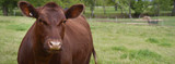 New Cattle Dewormer, Valcor: 5 Facts