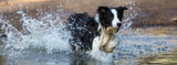 What You Need to Know About Leptospirosis in Dogs