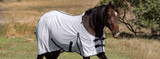 White Fly Sheets Are Best for Your Horse