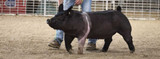 Why Deworm Show Pigs and Market Hogs?