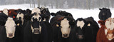 Winter Calves: Improving Survival Rates