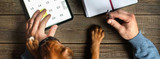 Worming Schedule for Puppies, Dogs, Kittens and Cats