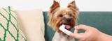 All Smiles for Pet Dental Health