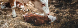 Be Prepared to Assist with Calving
