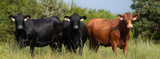 Celebrating Mother's Day and May Beef Month