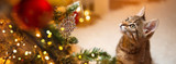 Curious Pets Love Holiday Decorations