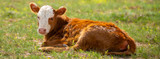 Eliminating Scours Outbreaks