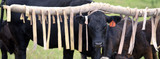Fly Control: Reducing Pinkeye Transmission