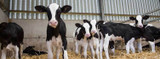 Group Housing Calves: Benefits and Best Practices