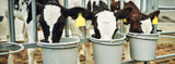 Group Housing Calves: Nutrition Essentials
