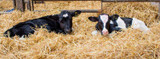 Group Housing Calves: Setup and Cleaning Tips