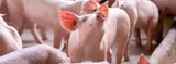 Healthcare for Show Pigs
