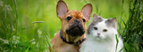 Heartworm Prevention for Dogs and Cats