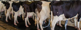 How Daily Management Practices Can Help Prevent Mastitis