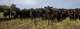 How to Boost Ranch Profits with Cattle Ear Tags