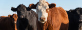 How to Help Control Lice From Sucking the Potential Out of Your Cattle