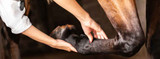 Manage Equine Arthritis Using Legend for Horses