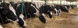 Mastitis in Dairy Cattle: Signs and Treatment