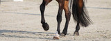 Offer Joint Relief for Horses through Equioxx