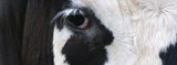 Pinkeye: Avoid An Outbreak