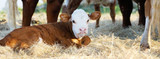 Preventing Calf Scours