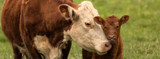 Spring Born Calves: Minimize Disease Challenge