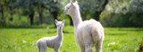 Spring Care for Llamas and Alpacas