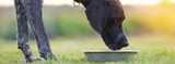 Recognizing and Preventing Dehydration in Your Pets