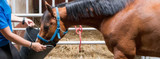 The Role of Compounded Preparations in Animal Health