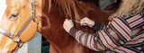 Vaccination Schedule for Horses
