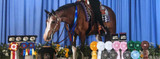 Veterinarian, Equestrian Advises on Caring for the Senior Show Horse