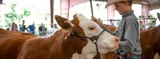 What's in My Showbox? Wess Richy's Cattle Prep Picks