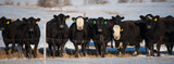 Winter Cattle Nutrition and Health