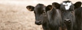 Calf Scours: 5 Tips for Combating Pathogens
