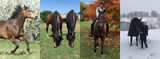 The Monthly Equine Wellness Calendar Every Horse Owner Needs
