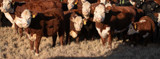 Fall Processing Recommendations for Weaning-aged Calves