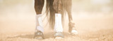 How to Protect Your Horse’s Legs: A Guide to Splint Boots, Bell Boots, and More