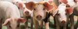 Are Your Piglets Getting a Healthy Start?
