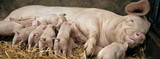 Are Your Sows Farrowing Ready?