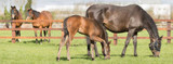 Does Light Influence Your Horse’s Health?