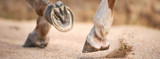 Hoof Supplements: An Overview