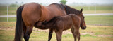 Managing the Mare Before Foaling