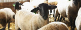 Preparing Ewes and Does for a Successful Lambing and Kidding Season