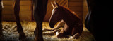 Preparing for Foaling Season