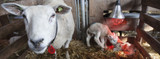 Preparing for Lambing and Kidding: Supplies, Signs, and Support