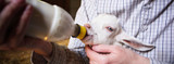 Setting Lambs and Kids Up for Success