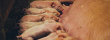 Keys to a Successful Farrowing